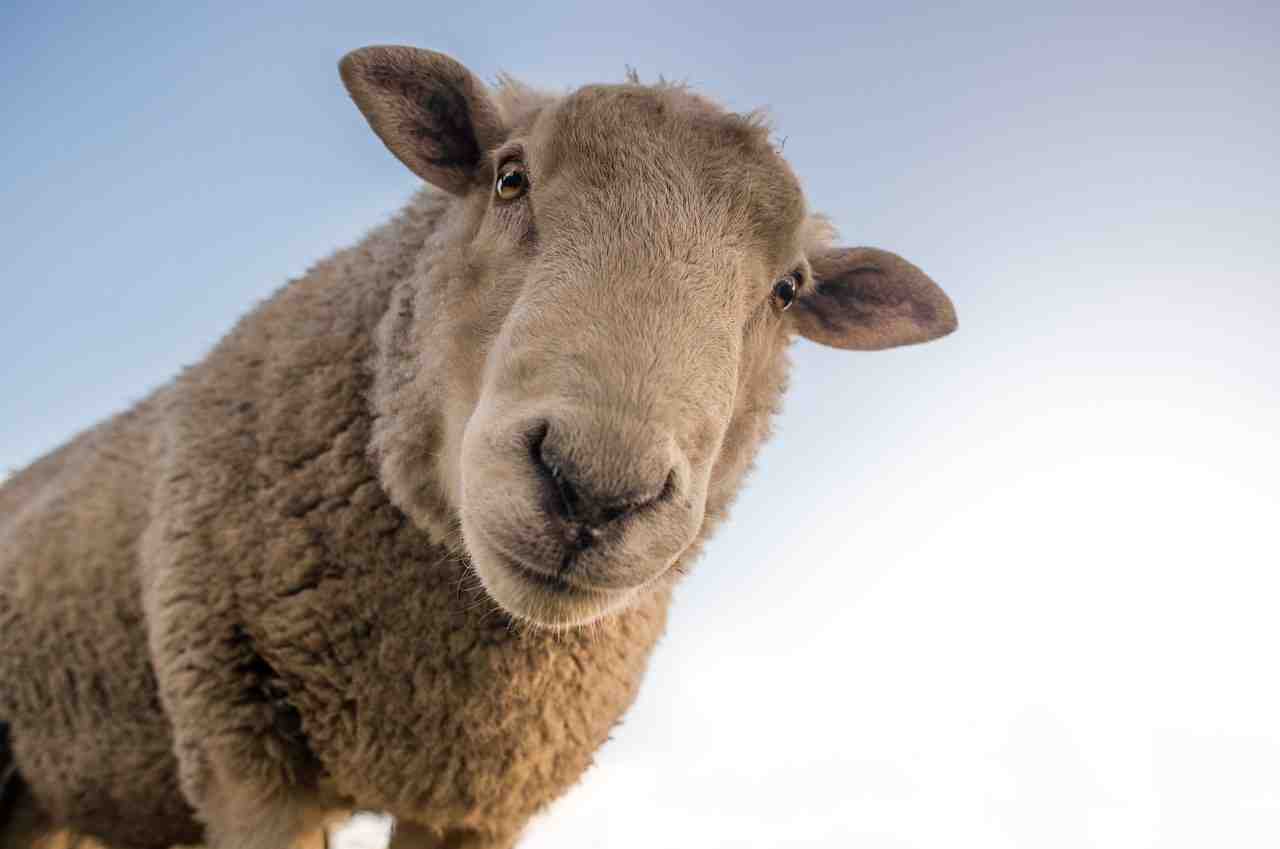 moutons, curieux, comparer