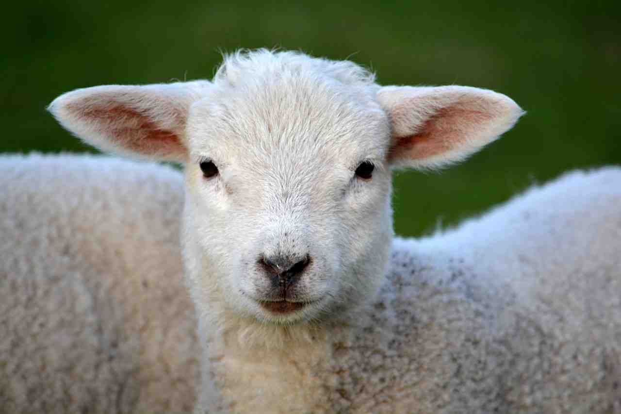agneau, l'élevage, des animaux
